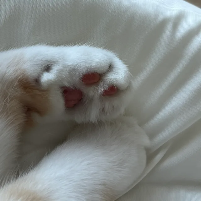 노구맘