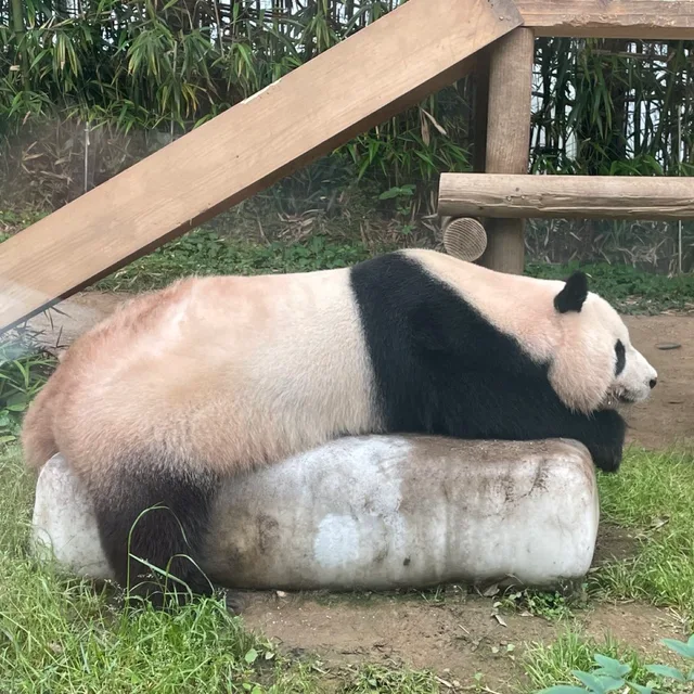 호또과자