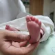 자몽