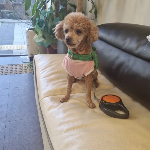 슈퍼맨