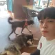 딩고