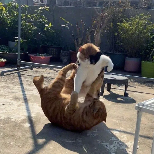 야옹이