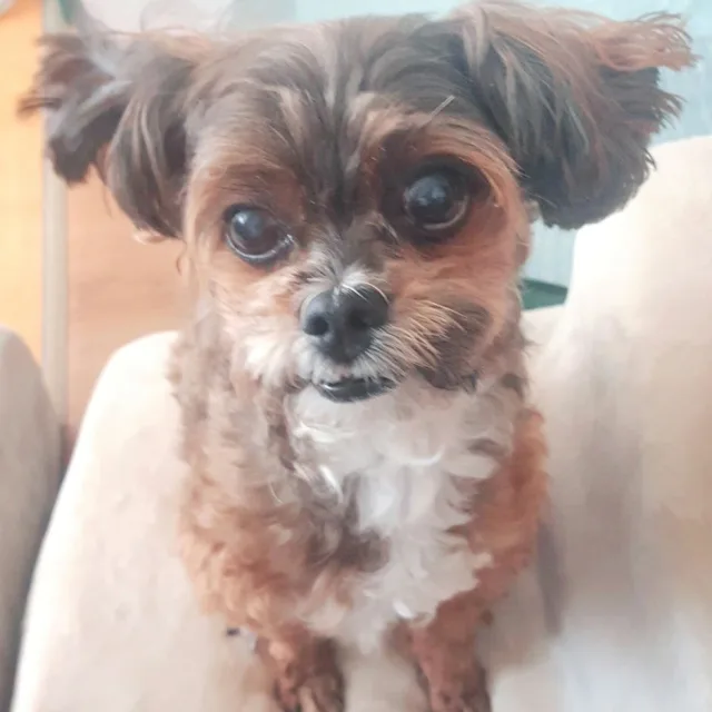 반짝이는둥이