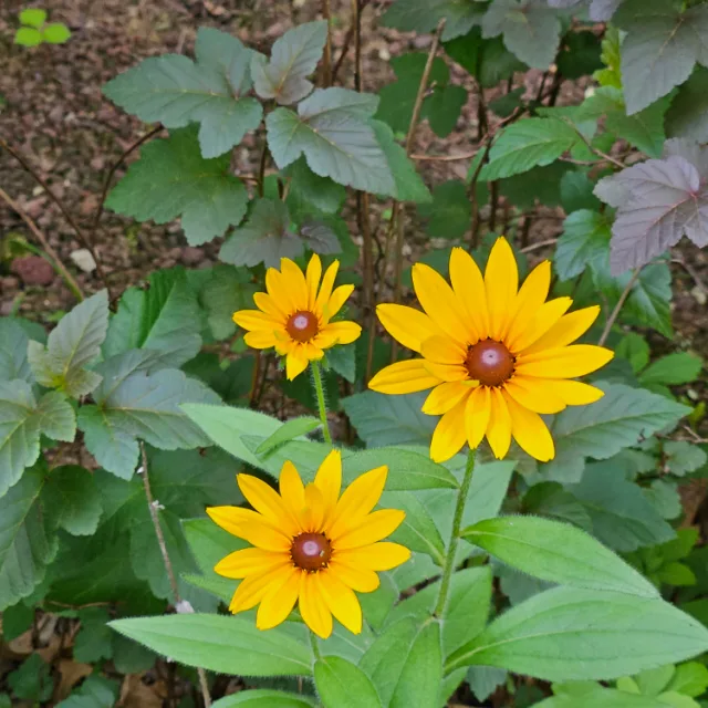 로우즈