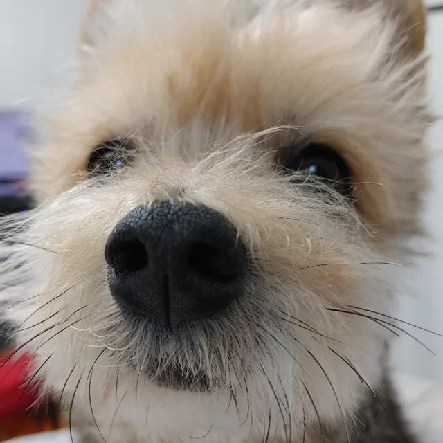 주댕