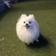 딸기홍차