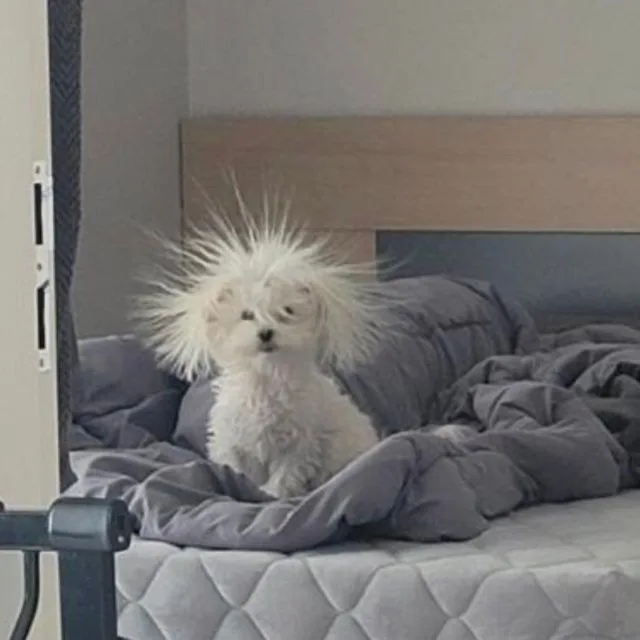 하하이