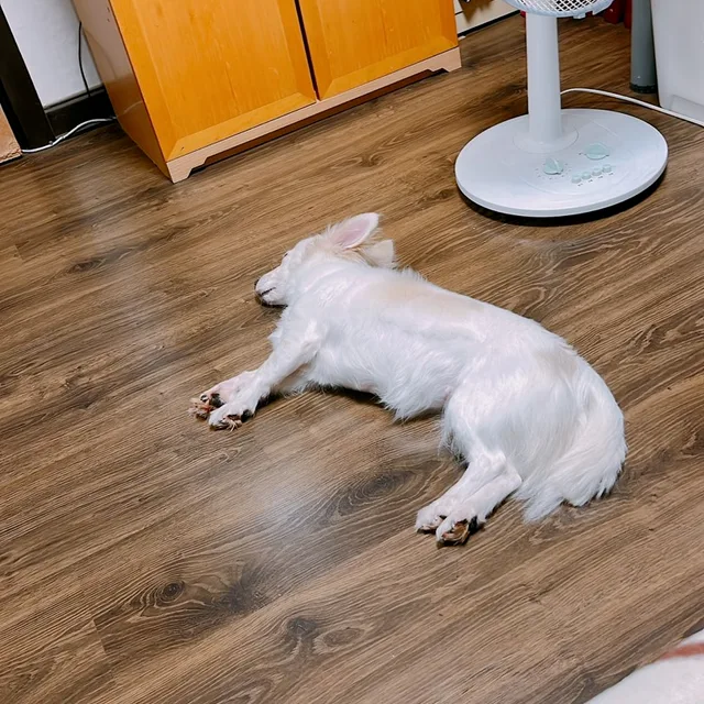 고망