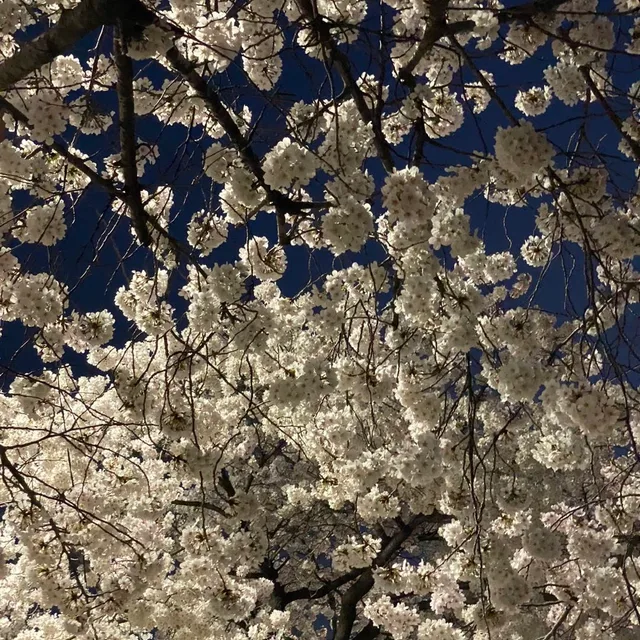 쪼맹