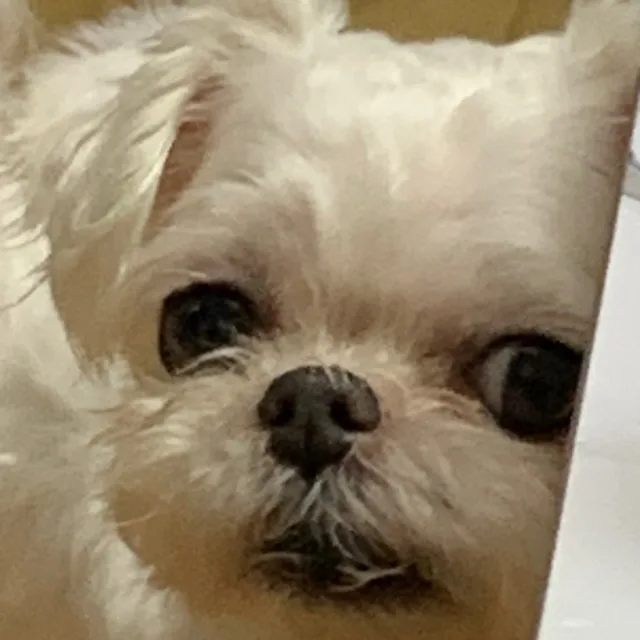 뚱이와콩이