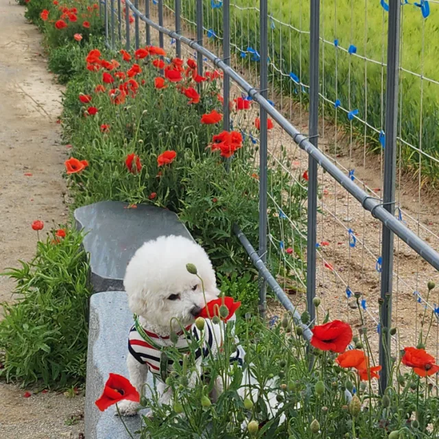 애랑