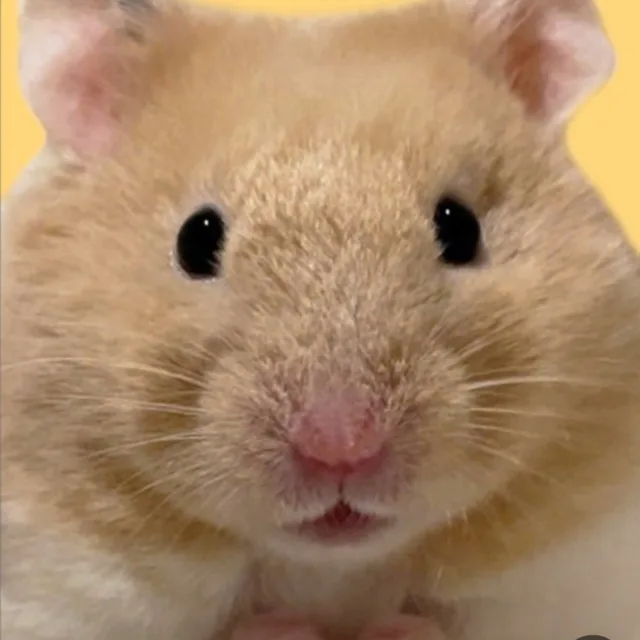 햄토리상점