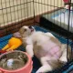 꾸러기아빠