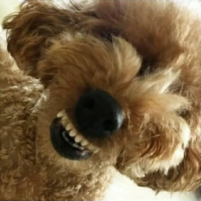내놔