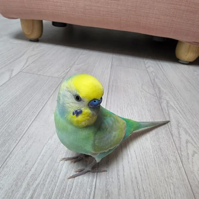 유리양파