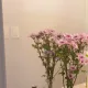여름향기