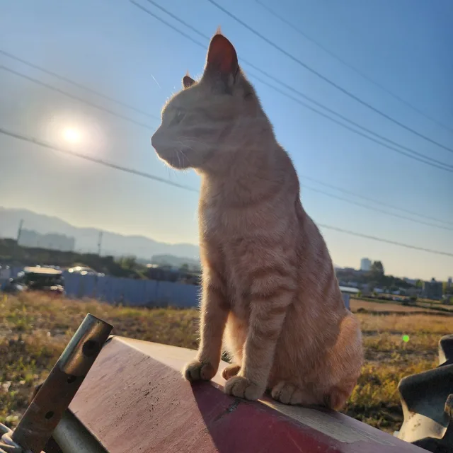 꼭이오