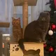냥이