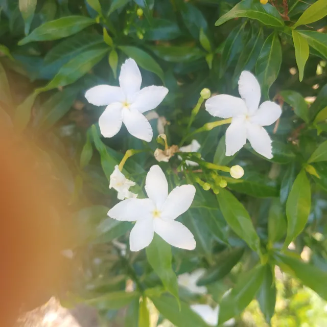 흰별