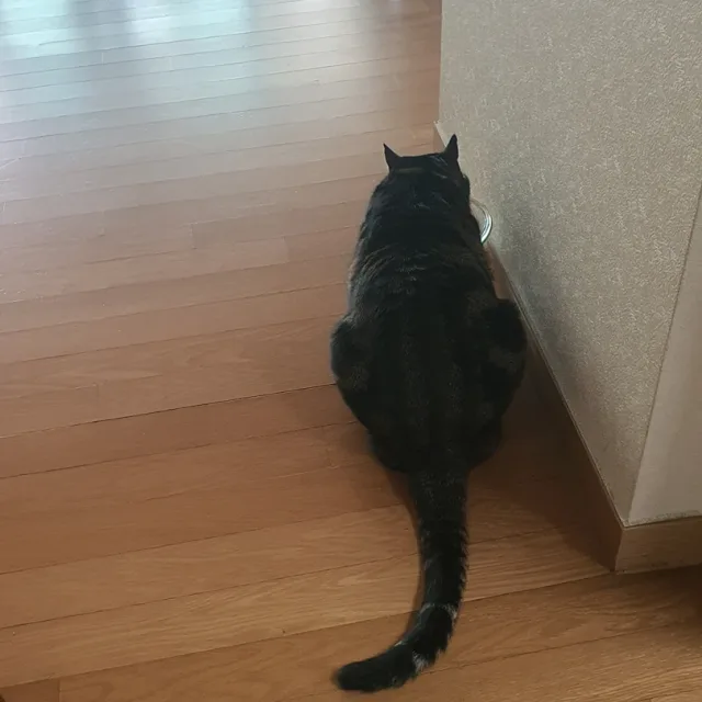 미카