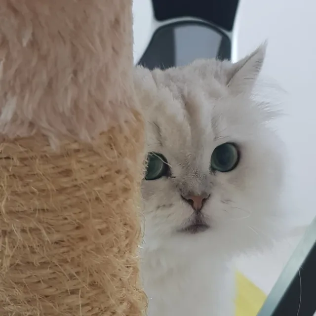 코냥