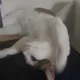 MAU