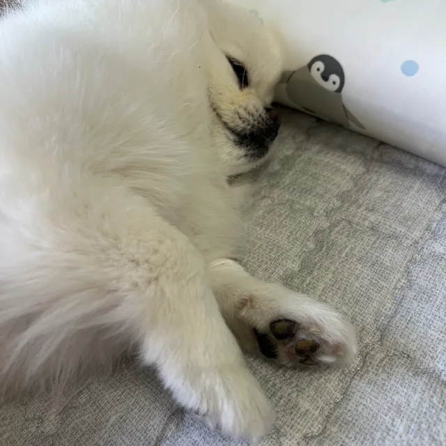 토로리