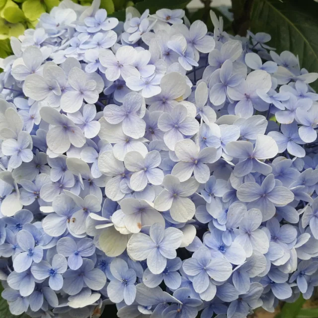 프룻
