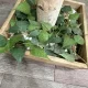 행복이