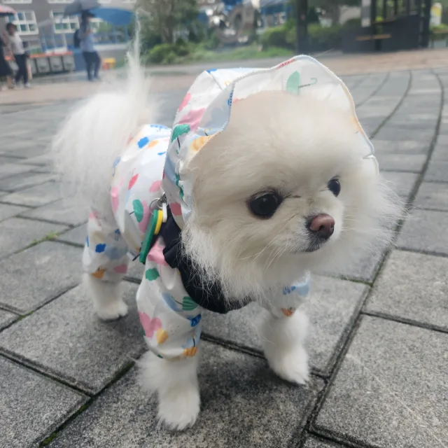 담이