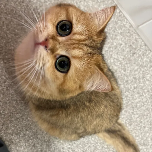 루나