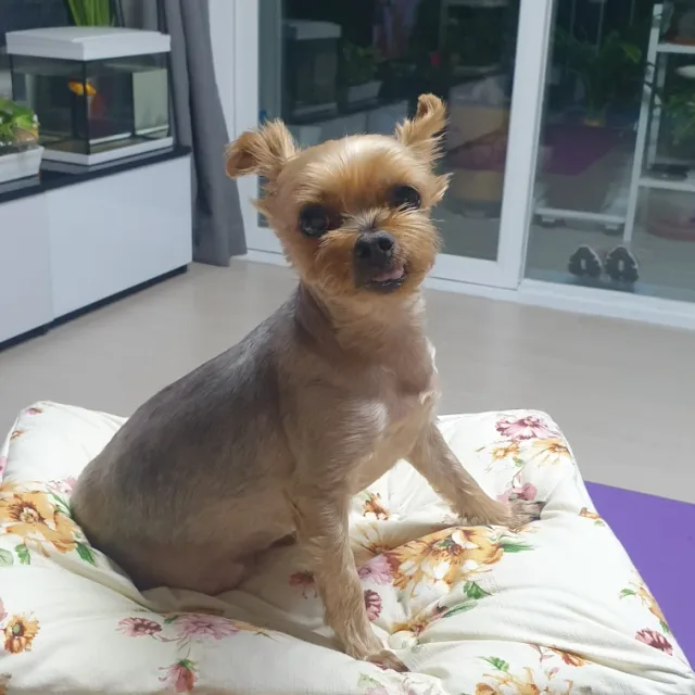 봉자이모