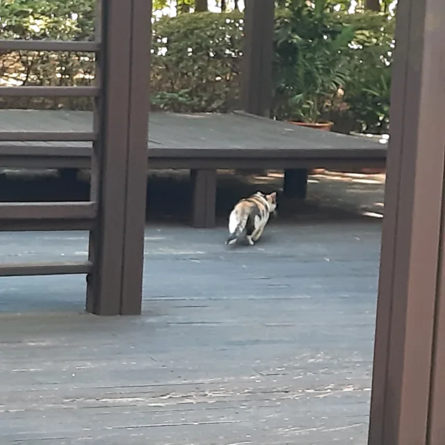 고양이