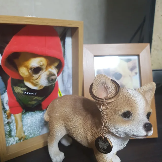 구름나무