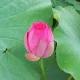 유니