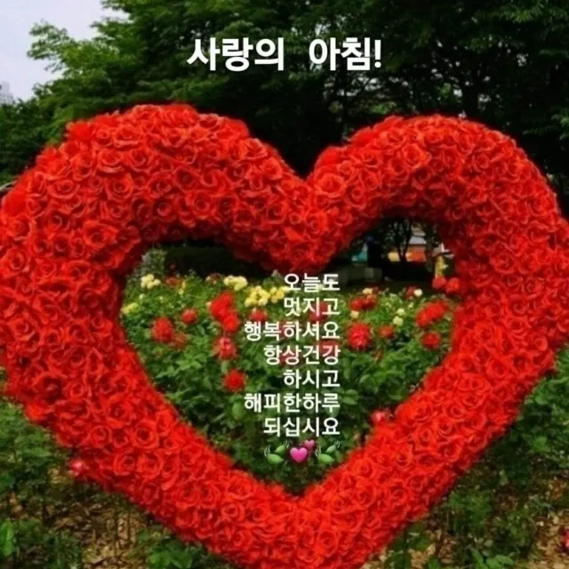 블랙로즈
