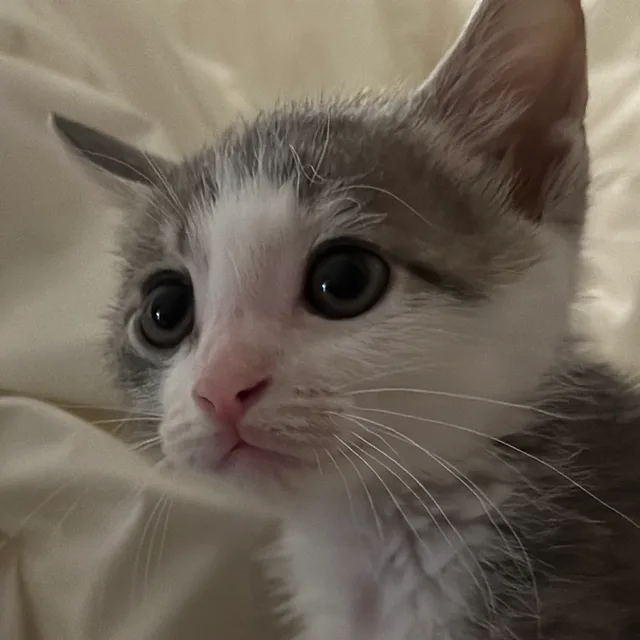 쭈로