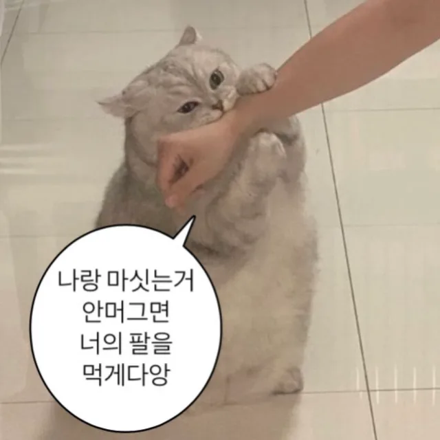 냐옹이