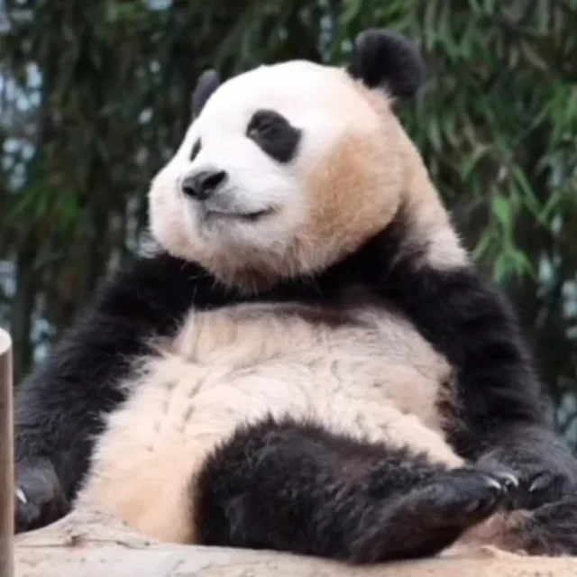 푸푸