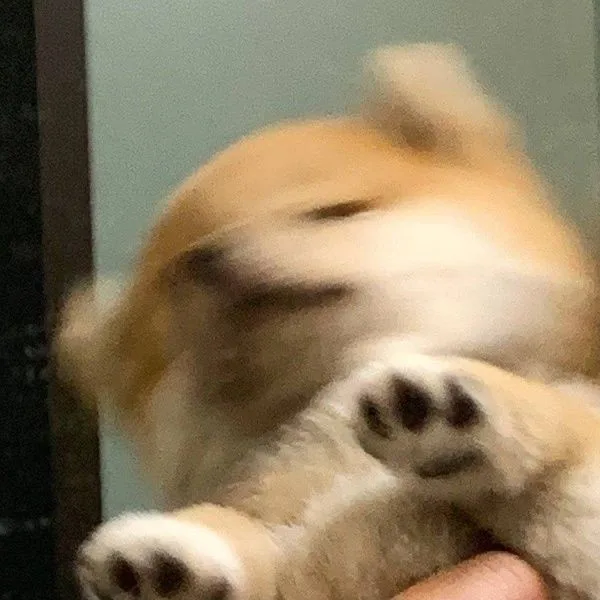 애옹