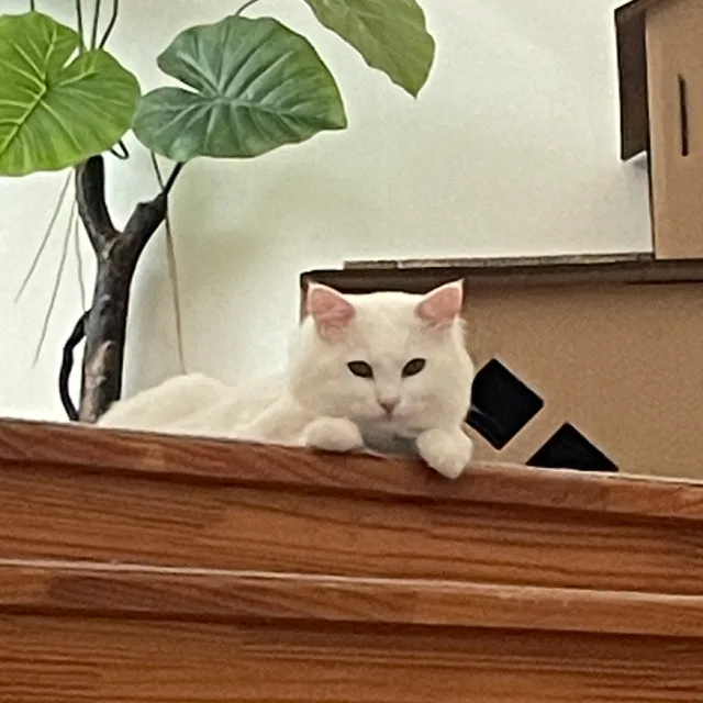 집뚜니