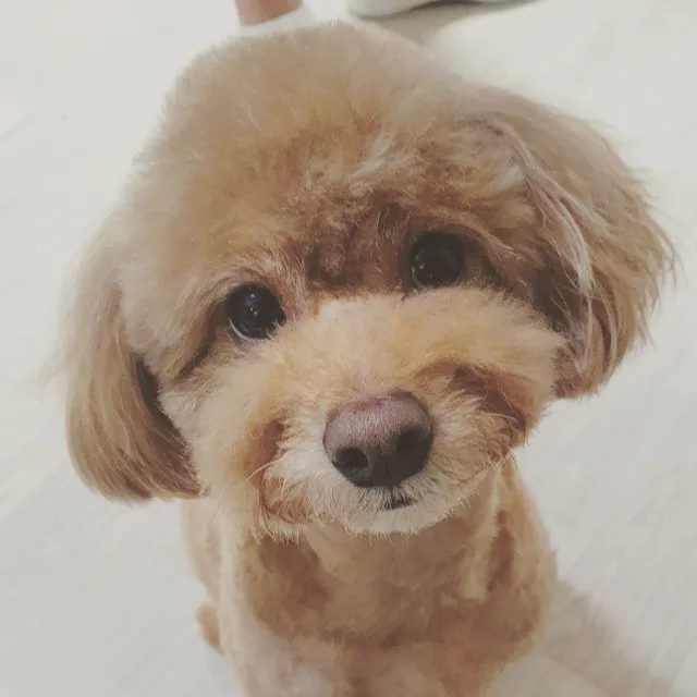 령이네
