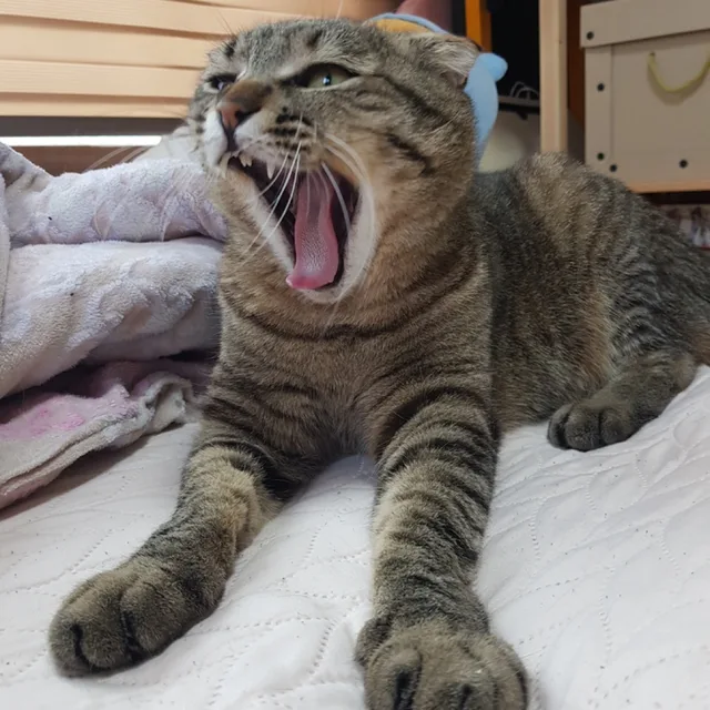 깔롱이