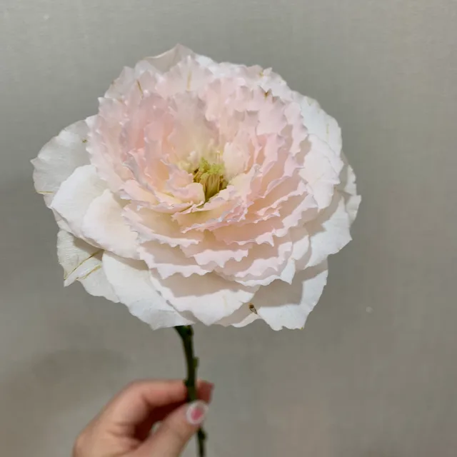 호수포포