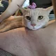 보리밀로애비