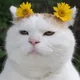 산토리매니아