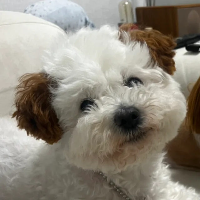 머니맘
