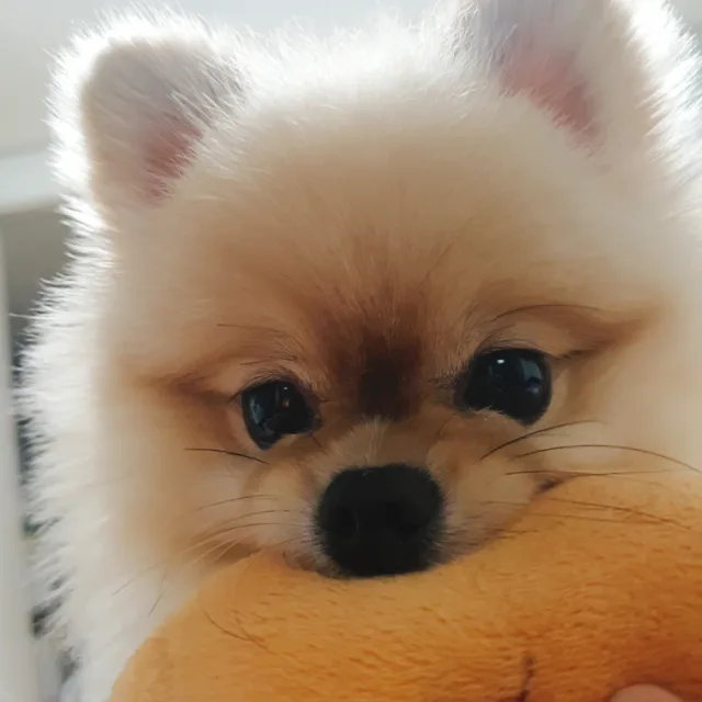 쿠쿠쿠리미