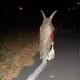 괴각승