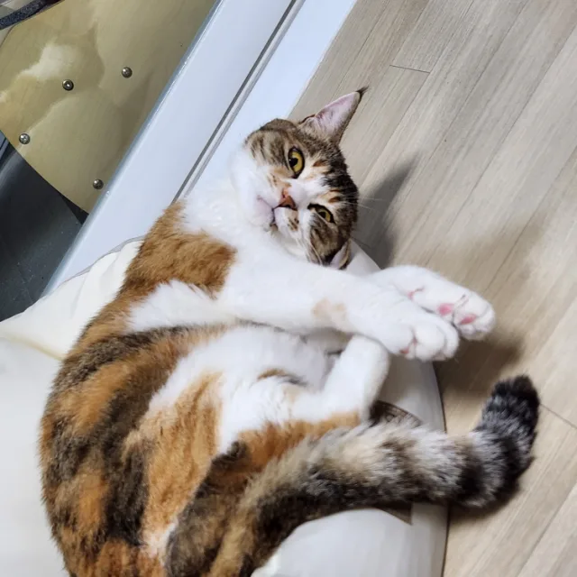 우다다